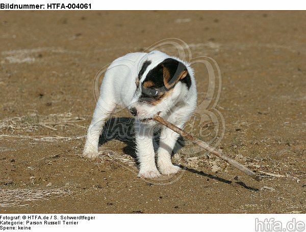 Parson Russell Terrier Welpe / parson russell terrier puppy / HTFA-004061