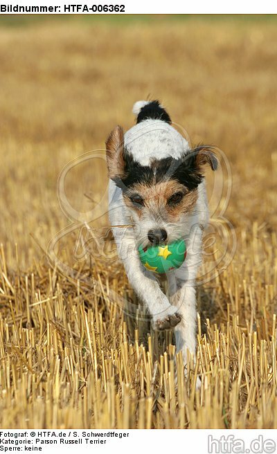 Parson Russell Terrier / HTFA-006362