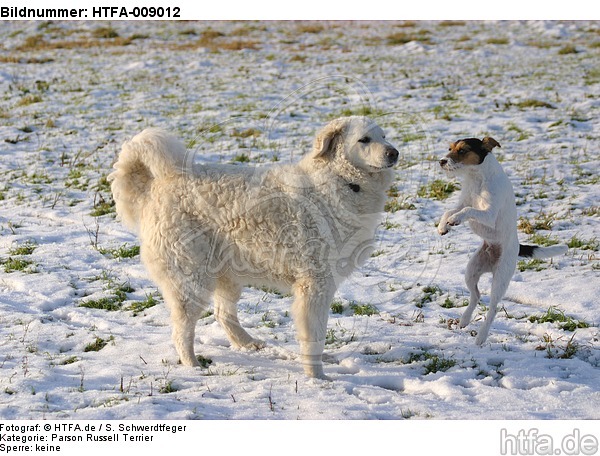 Parson Russell Terrier und Kuvasz / dogs in snow / HTFA-009012