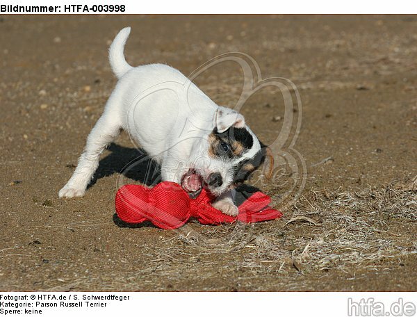 Parson Russell Terrier Welpe / parson russell terrier puppy / HTFA-003998