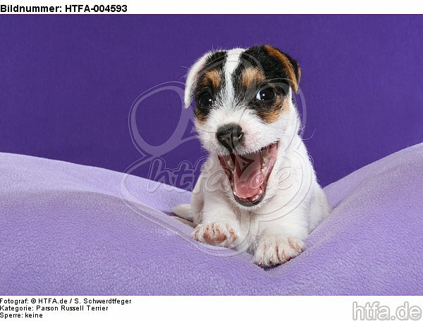Parson Russell Terrier Welpe / parson russell terrier puppy / HTFA-004593