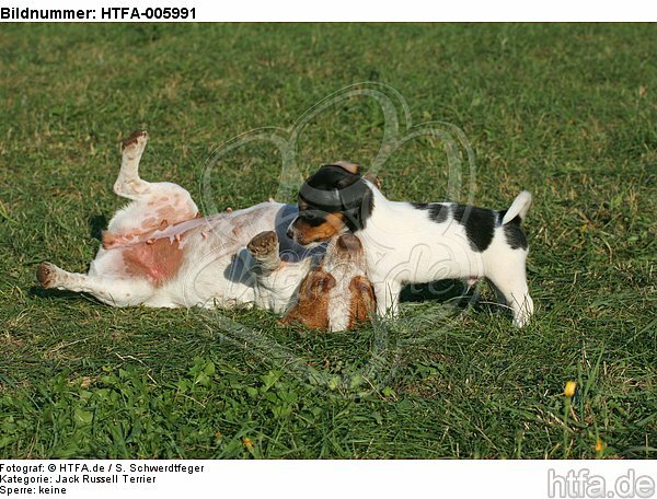 Jack Russell Terrier / HTFA-005991