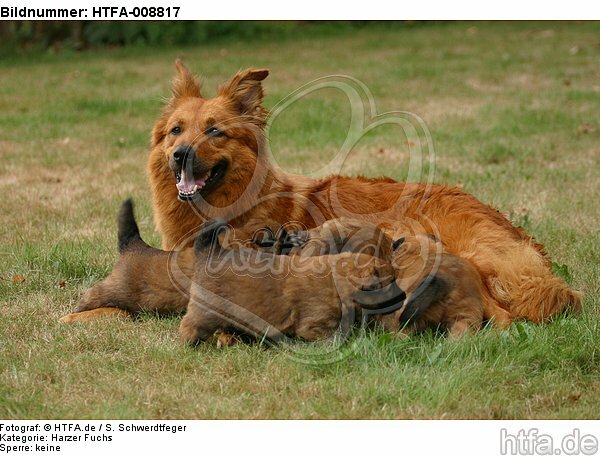 Harzer Fuchs mit Welpen / Harzer Fuchs with babys / HTFA-008817