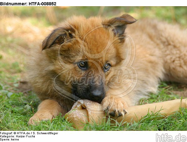 fressender Harzer Fuchs Welpe / eating Harzer Fuchs puppy / HTFA-008852