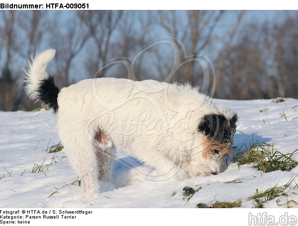 Parson Russell Terrier buddelt im Schnee / prt digging in snow / HTFA-009051