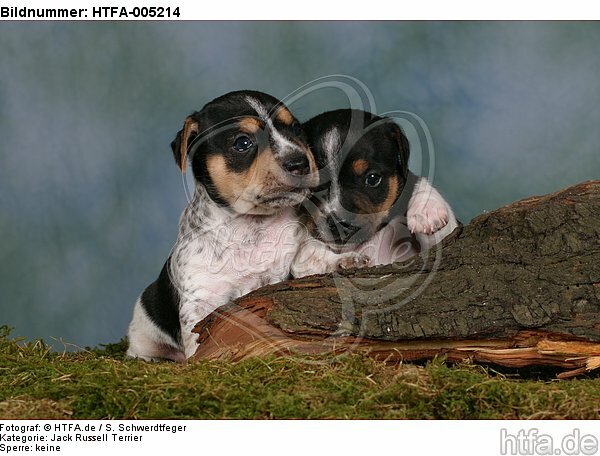 Jack Russell Terrier Welpen / jack russell terrier puppies / HTFA-005214