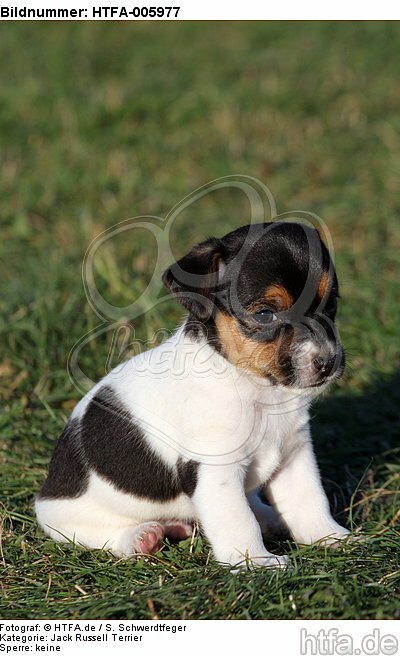 Jack Russell Terrier Welpe / jack russell terrier puppy / HTFA-005977