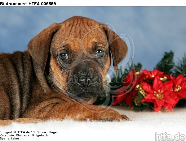 Rhodesian Ridgeback Welpe / rhodesian ridgeback puppy / HTFA-006559