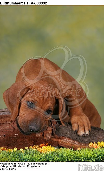 Rhodesian Ridgeback Welpe / rhodesian ridgeback puppy / HTFA-006602