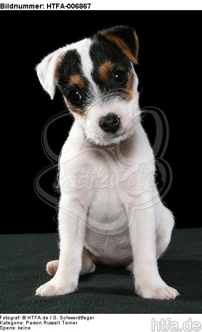 Parson Russell Terrier Welpe / parson russell terrier puppy / HTFA-006867