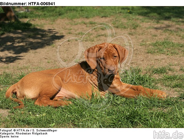 Rhodesian Ridgeback Welpe / rhodesian ridgeback puppy / HTFA-006941