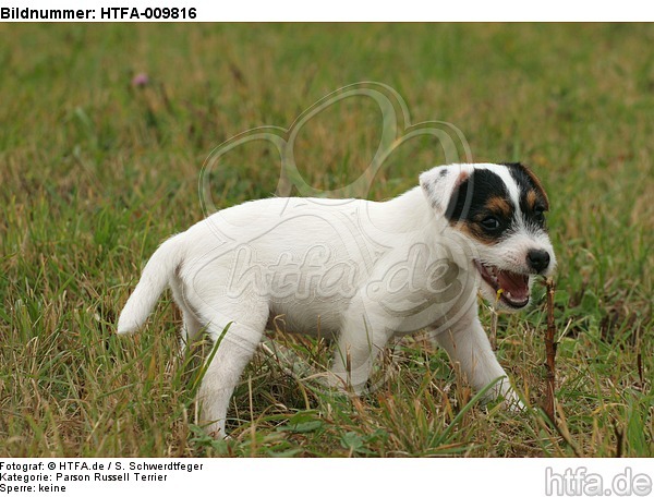 Parson Russell Terrier Welpe knabbert Stöckchen / PRT puppy / HTFA-009816