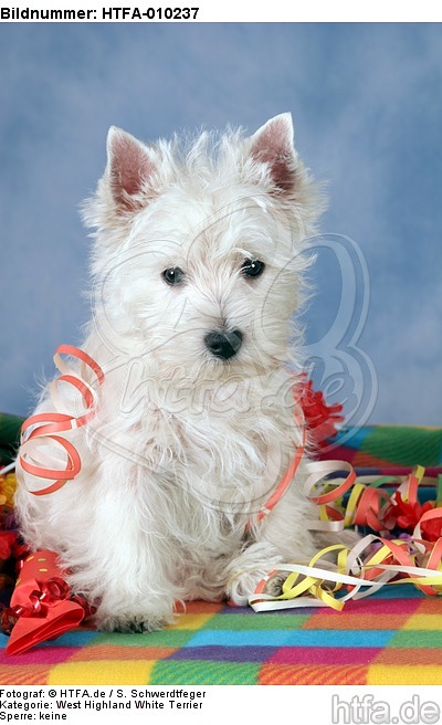sitzender West Highland White Terrier Welpe / sitting West Highland White Terrier Puppy / HTFA-010237