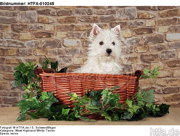 West Highland White Terrier Welpe / West Highland White Terrier Puppy / HTFA-010245