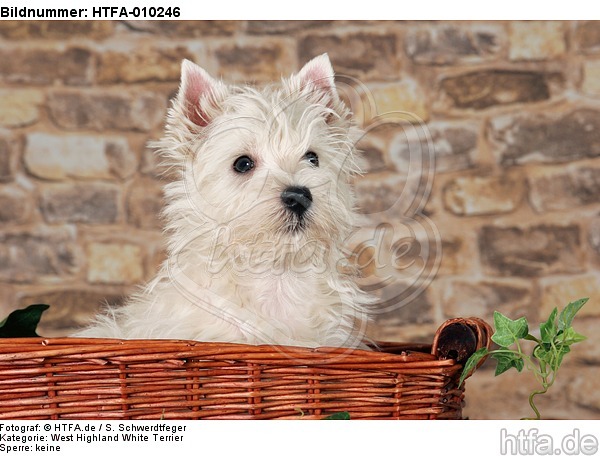 West Highland White Terrier Welpe / West Highland White Terrier Puppy / HTFA-010246