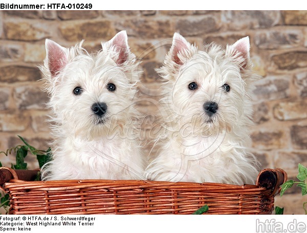 West Highland White Terrier Welpen / West Highland White Terrier Puppies / HTFA-010249