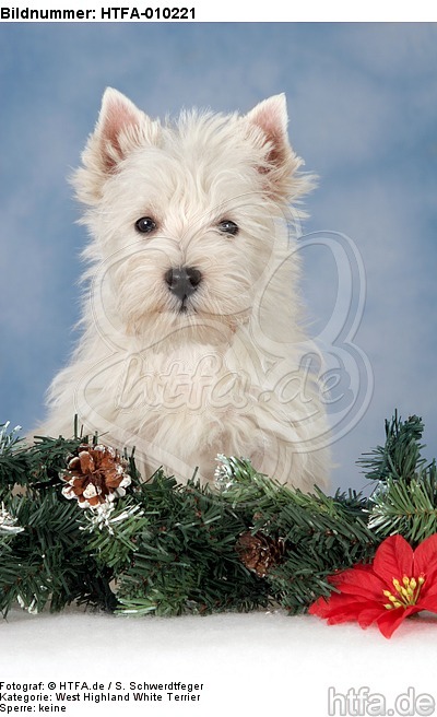 sitzender West Highland White Terrier Welpe / sitting West Highland White Terrier Puppy / HTFA-010221