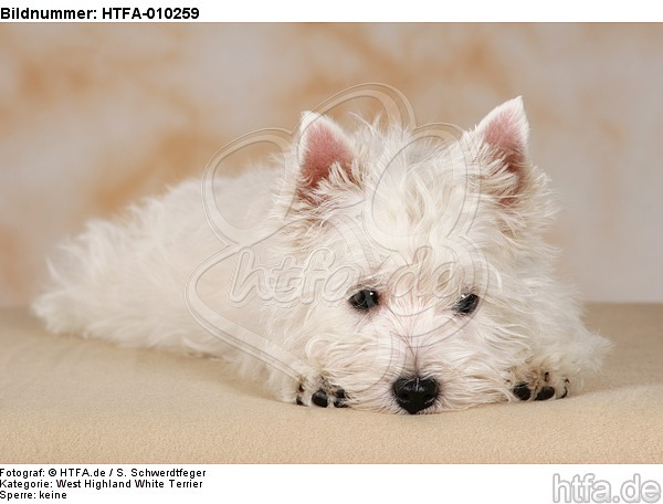 liegender West Highland White Terrier Welpe / lying West Highland White Terrier Puppy / HTFA-010259