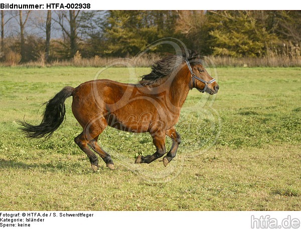 Isländer / icelandic horse / HTFA-002938