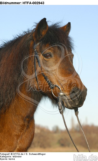 Isländer / icelandic horse / HTFA-002943