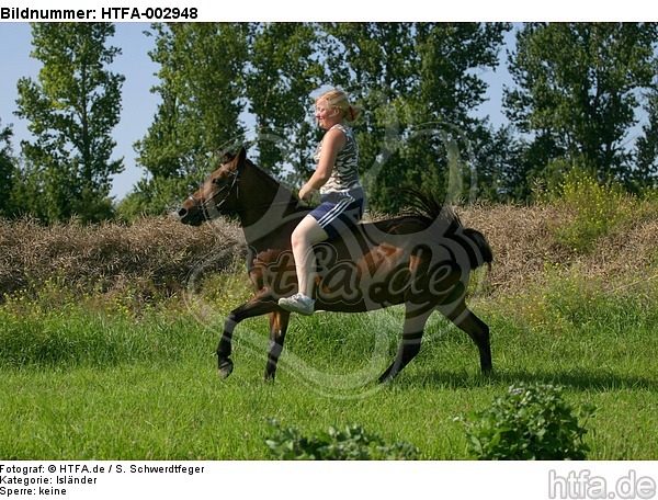 Isländer / icelandic horse / HTFA-002948
