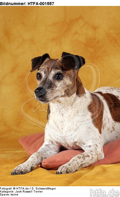 Jack Russell Terrier / HTFA-001557