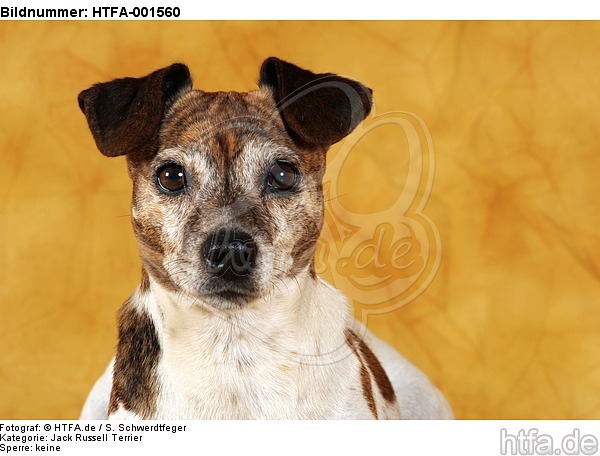 Jack Russell Terrier / HTFA-001560