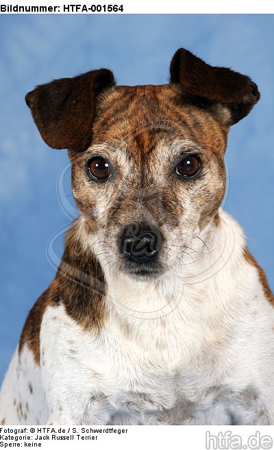 Jack Russell Terrier / HTFA-001564