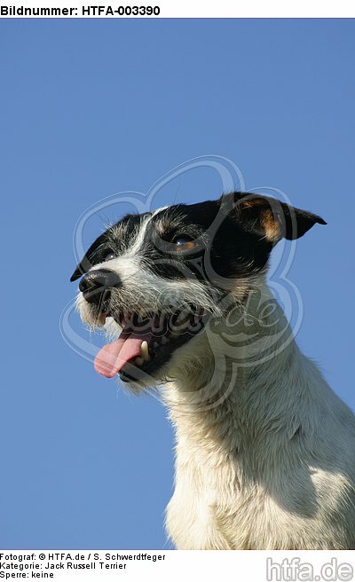 Jack Russell Terrier / HTFA-003390