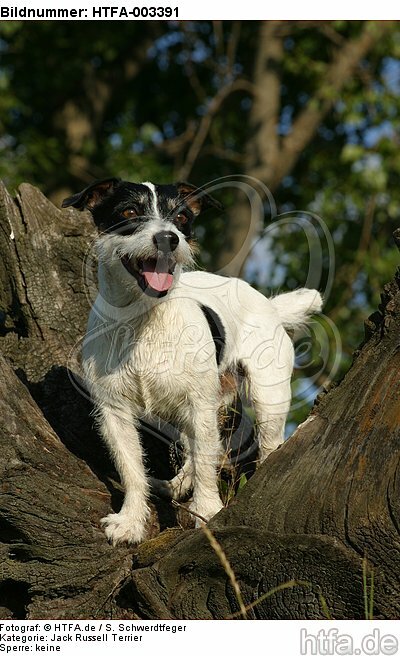 Jack Russell Terrier / HTFA-003391