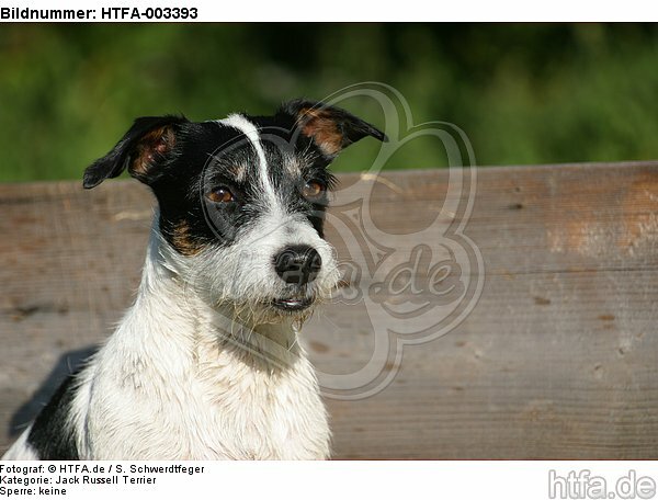 Jack Russell Terrier / HTFA-003393
