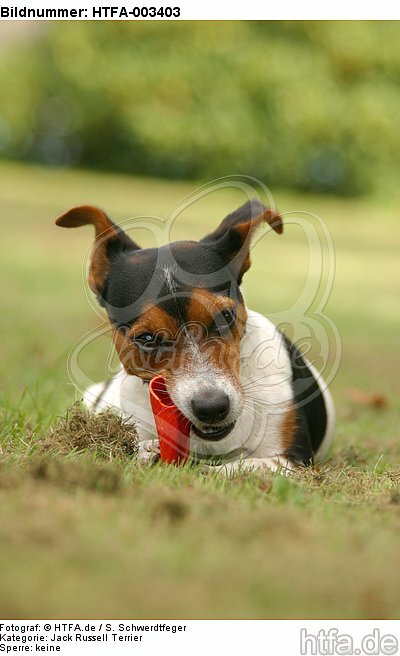 Jack Russell Terrier / HTFA-003403