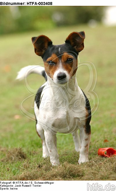 Jack Russell Terrier / HTFA-003408