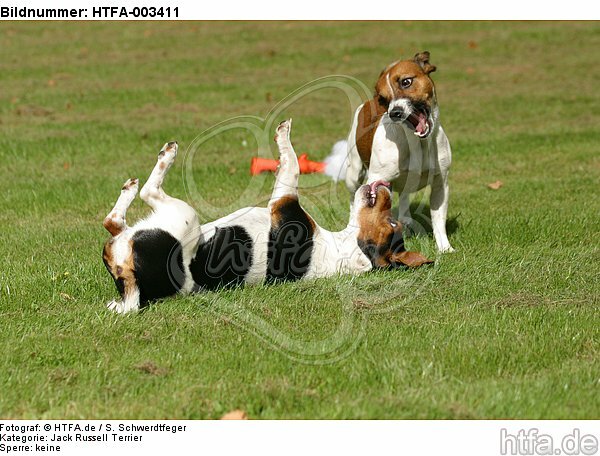 Jack Russell Terrier / HTFA-003411