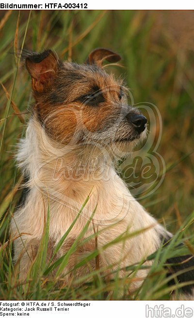 Jack Russell Terrier / HTFA-003412