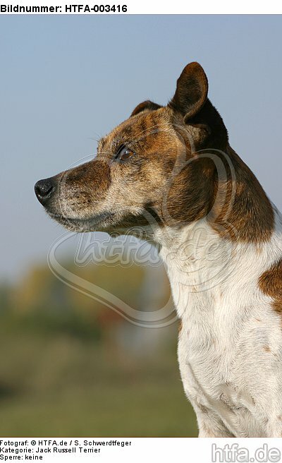 Jack Russell Terrier / HTFA-003416