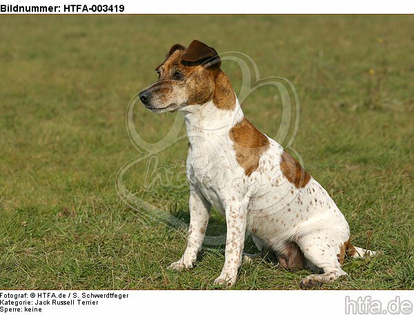 Jack Russell Terrier / HTFA-003419