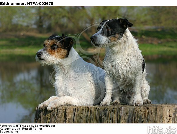 Jack und Parson Russell Terrier / Jack and Parson Russell Terrier / HTFA-003679