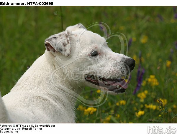 Jack Russell Terrier / HTFA-003698