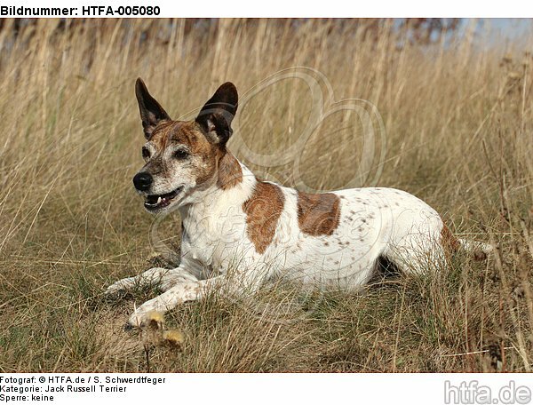 Jack Russell Terrier / HTFA-005080