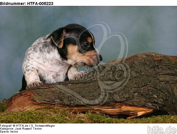 Jack Russell Terrier Welpe / jack russell terrier puppy / HTFA-005223
