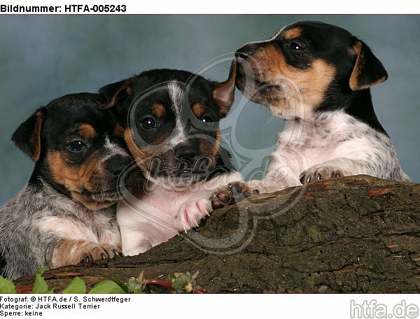 Jack Russell Terrier Welpen / jack russell terrier puppies / HTFA-005243