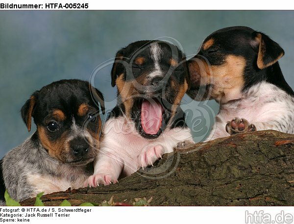 Jack Russell Terrier Welpen / jack russell terrier puppies / HTFA-005245