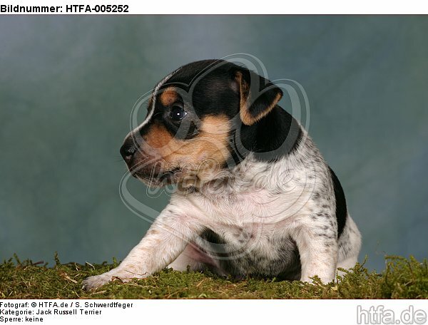 Jack Russell Terrier Welpe / jack russell terrier puppy / HTFA-005252