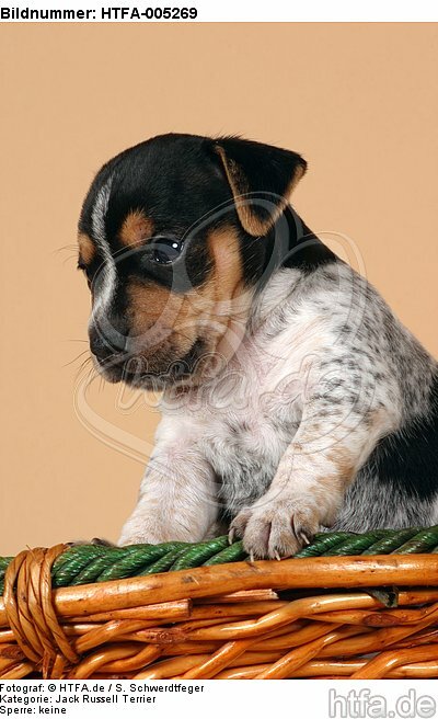 Jack Russell Terrier Welpe / jack russell terrier puppy / HTFA-005269