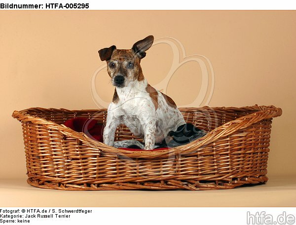 Jack Russell Terrier / HTFA-005295