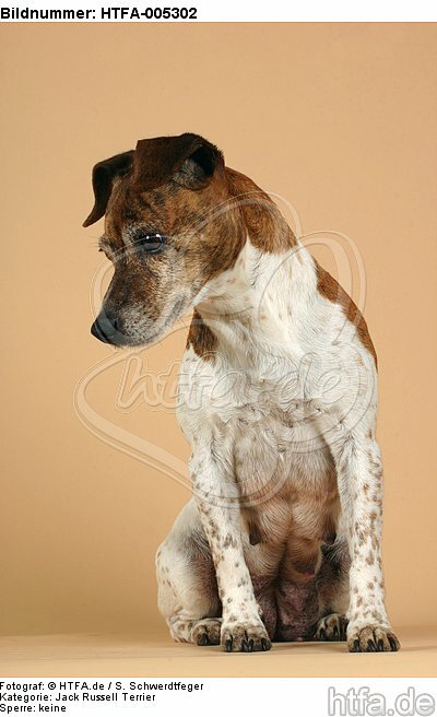 Jack Russell Terrier / HTFA-005302