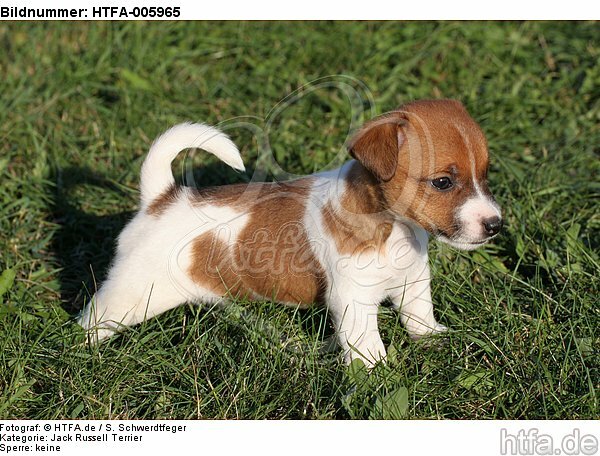 Jack Russell Terrier Welpe / jack russell terrier puppy / HTFA-005965