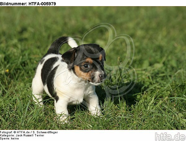 Jack Russell Terrier Welpe / jack russell terrier puppy / HTFA-005979