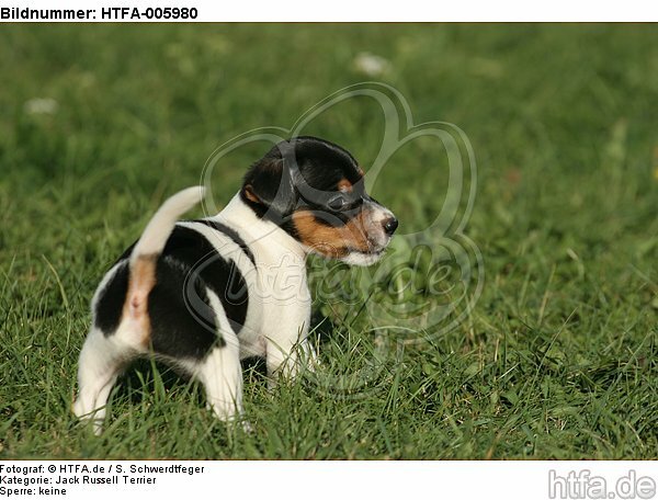 Jack Russell Terrier Welpe / jack russell terrier puppy / HTFA-005980